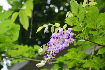 雨后紫藤花