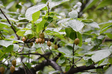 雨中秤砣树