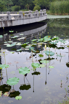 荷花池