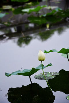 荷花苞