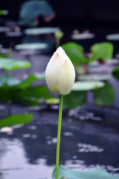 水珠荷花苞