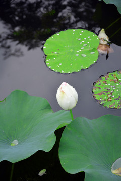 雨后荷花苞