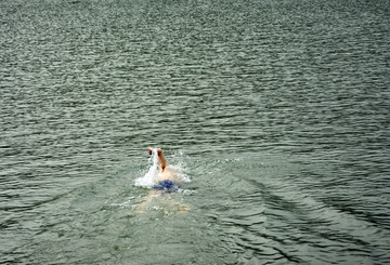 湖中游泳的人