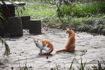 流浪猫