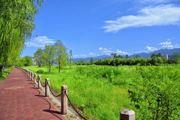 都市河边步道蓝天白云垂柳风光