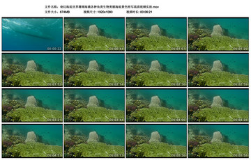 美麗海底景色特寫高清視頻實(shí)拍