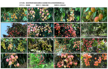 荔枝成熟枝頭掛滿通紅果實視頻