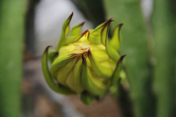 微距火龙果花苞