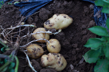 收获土豆