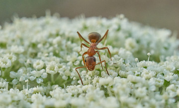 童趣蚂蚁