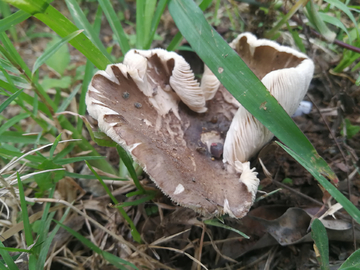 鸡枞