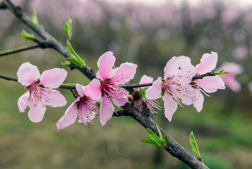 桃花