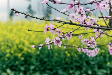 油菜花桃花