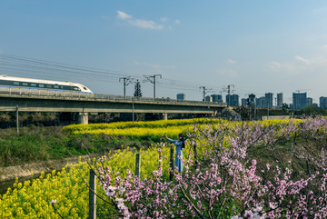 桃花油菜花高铁美女