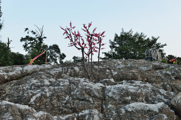 花果山