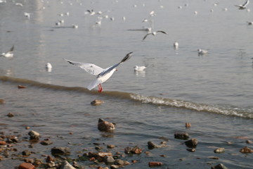 冬季青岛海滨的海鸥