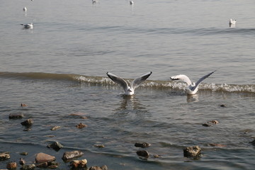 冬季青岛海滨的海鸥