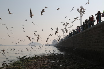 冬季青岛海滨的海鸥