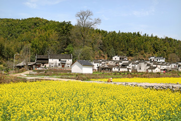 江西上饶婺源田园风光