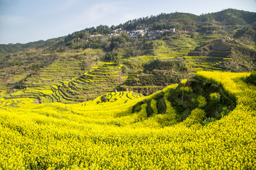 上饶婺源篁岭景区油菜花梯田