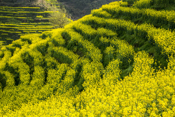 上饶婺源篁岭景区油菜花梯田