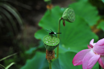 蜻蜓立荷花