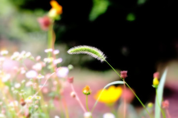 花草