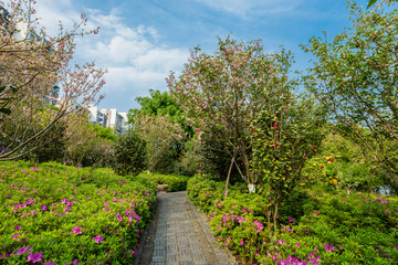 赣州赣县白鹭湾公园樱花