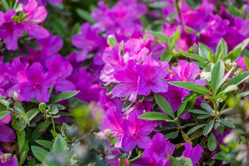 杜鹃花映山红满山红