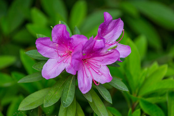 杜鹃花映山红满山红