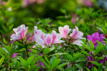 杜鹃花映山红满山红