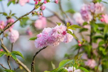 江西赣州赣县白鹭湾公园粉色樱花