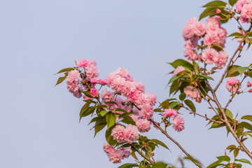 江西赣州赣县白鹭湾公园粉色樱花