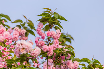 江西赣州赣县白鹭湾公园粉色樱花