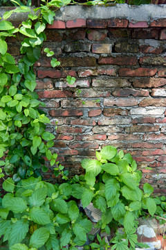 砖墙绿植