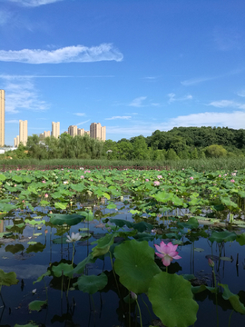 荷花池塘