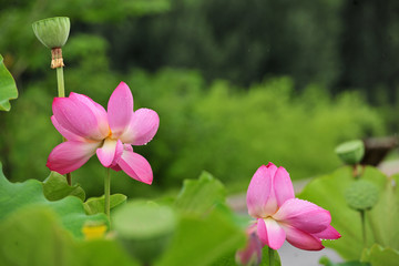 荷花池