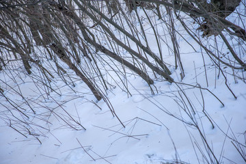 雪地枯枝