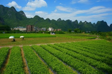 苗木基地