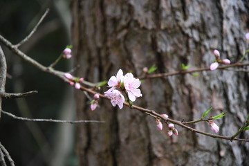 野杏花