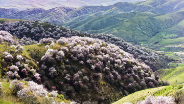 伊犁杏花沟