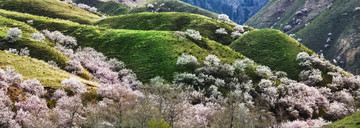 伊犁杏花沟