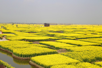 江苏泰州兴化千垛风景区