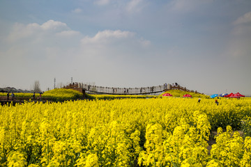 江苏泰州兴化千垛风景区