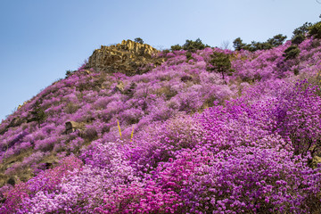 山东青岛黄岛大珠山珠山秀谷