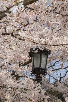 山东青岛中山公园樱花