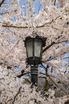 山东青岛中山公园樱花