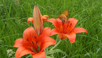 野百合花