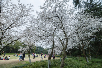 杭州西湖花巷观鱼春天风光