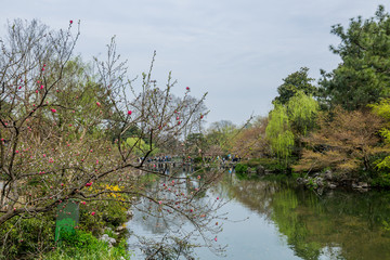 杭州西湖花巷观鱼春天风光